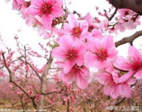 惯与“桃花”概念的溯源与现代解读