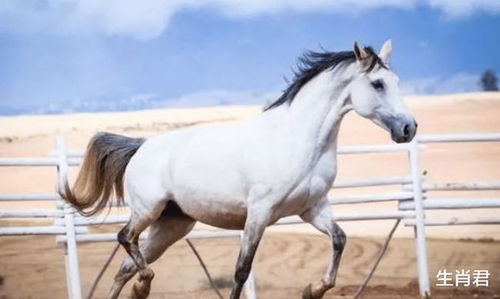 90年属马的人是金命还是大海水命，这两种命理含义有何不同？