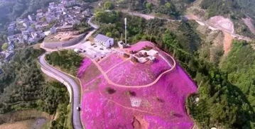 6. 中国茶花博物馆：花香与尘埃共舞