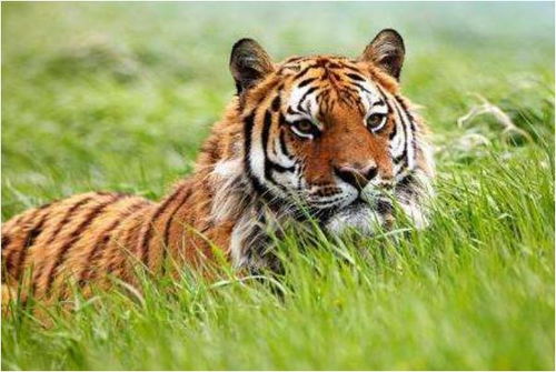 74年属虎2026年1月运势详解是什么？