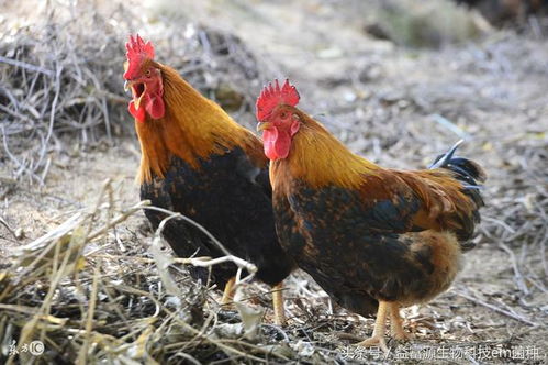 2026年81年属鸡男性运势如何？