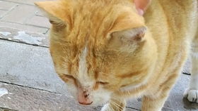 把橘猫当木鱼敲，这究竟是在进行何种古怪仪式或玩笑？