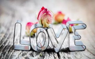 属兔：温柔特质中的独立与留恋