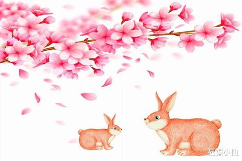 属兔9月和8月感情分别如何，有何特点？