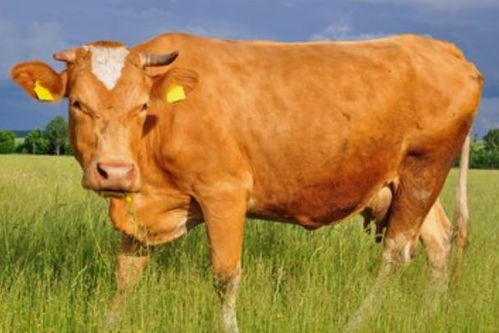 1973年属牛的人2026年运势具体如何？完整版运势分析是什么？