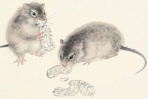 一、 属鼠：精明干练，细节把控