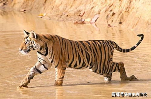 1986年属虎男在2026年每月运势如何，那年的运势和婚姻怎样？