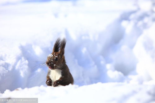 大雪打一生肖，大雪打一动物，这是什么生肖或动物？
