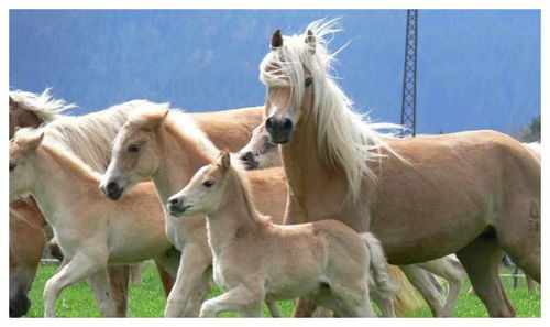 属马的婚姻三合三合马狗六合猪手链，是什么神秘含义？