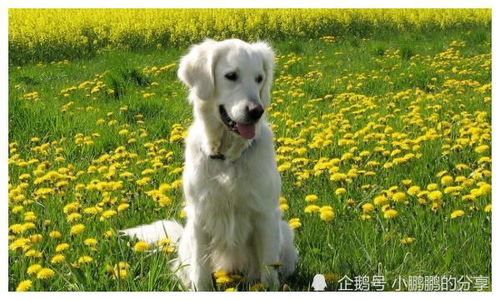 1970年属狗的人是哪一年出生的，他们的金命又是什么含义呢？