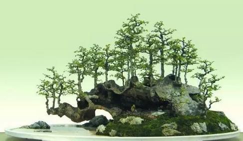 树木生肖指的是什么？树木伐光只剩椿打一生肖是什么生肖？