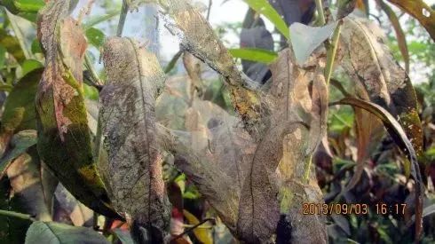 1.1 病虫害诱发的液体排泄