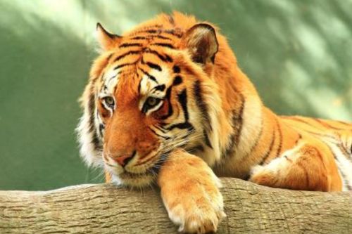 2026年出生属虎的人，他们的偏财运如何？财运查询结果是什么？