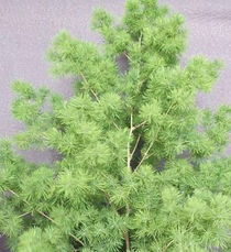 8. 常绿灌木——蓬莱松（Pinus sylvestris var. mongolica）