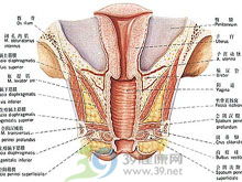 1. 细菌性阴道炎