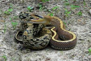 属蛇宝宝起名，魏瑞林这个名字怎么样呢？