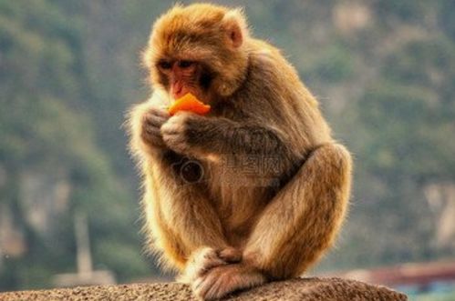 2004年属猴的男孩在卯时辰出生，这样的日子对猴宝宝来说是否吉利？