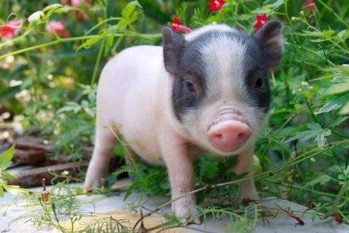 82年属狗男与82年属猪男的性格脾气有何不同？