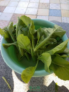 女人梦见绿油油的青菜是什么预兆？