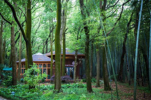 八字中土多木少，如何调整五行平衡，使木土比例达到四四分？