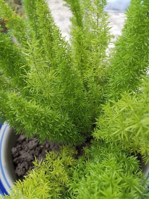 2. 丑牛：绿植盎然的生机勃发