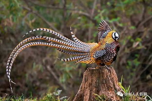 春秋生肖的动物是什么？春秋动物指的是哪种动物？