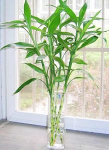 调节室内气场：营造和谐舒适的学习环境