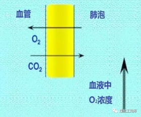氮气：从化学性质到生理状况作用于的较深度解析