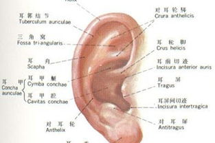 耳朵发热占吉凶时间表，右耳朵发烫是吉是凶？