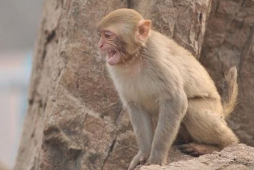 29岁属猴今年运势如何？46岁属猴这年运势怎样？