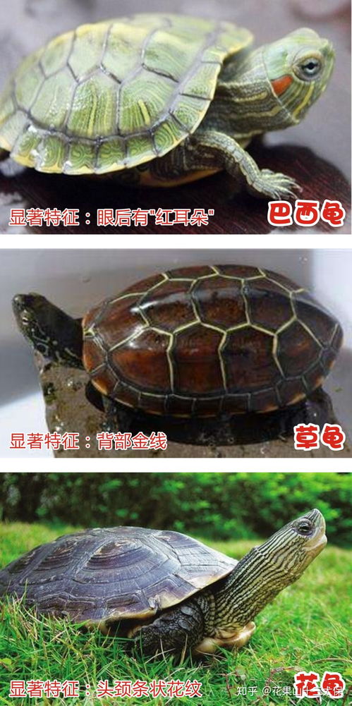 一、  种类选择之辨：水龟与陆龟的五行属性及其功能分野