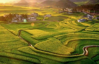 青海门源：高原上的金色奇迹