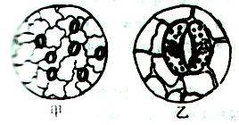 抱残守缺打一最准确生肖，是问哪个生肖符合抱残守缺的特点？