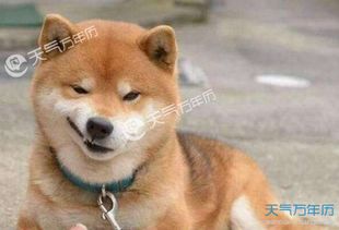 一、  生肖图腾与权威意志的符号化投射