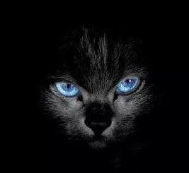 古代文献中的猫形象