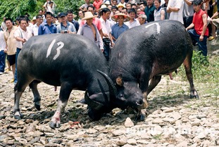 梦见水牛跟着我走，这是怎么回事呢？