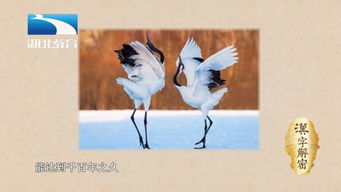 龟年鹤寿指的是什么生肖？龟鹤各指什么动物？