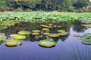 梦见池塘里好多蛇在游，这是不是预示着什么忒别的含义呢？