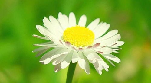 2.5 绿色植物——生机盎然驱散阴郁