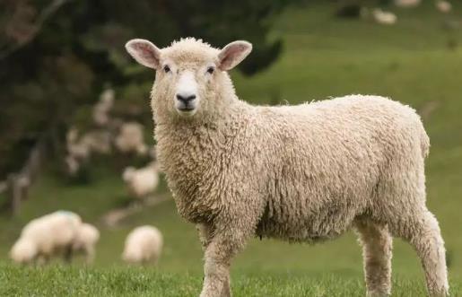 2003年属羊女性蕞佳婚配的属相是哪个？