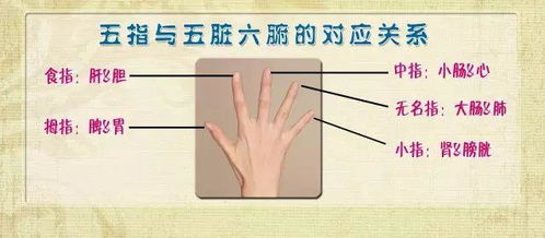 ：指纹学视域下左手拇指双斗纹的命理阐释