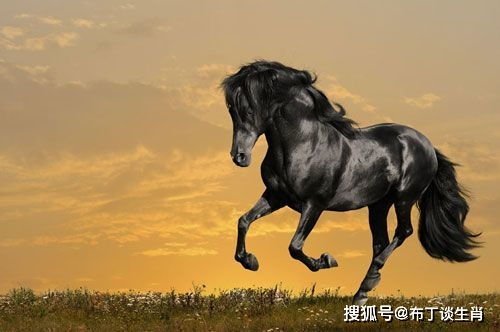 属马人在2026年哪个月份运势最旺，大喜之事会接连不断？