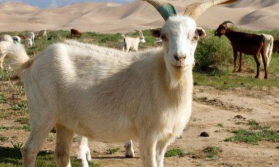 属羊男性今年运势如何？他的最佳伴侣又是谁呢？