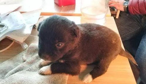 宝宝被猫咬了民间有哪些不吉利的迷信说法呢？