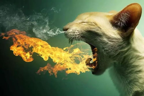 钻冰求火属什么生肖？钻火圈动物寓意是什么？