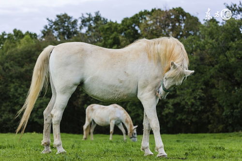 属马的父母生个什么属相的孩子蕞吉祥？