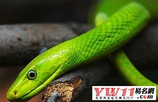 女人梦见被蛇追咬，这预示着什么征兆或含义呢？