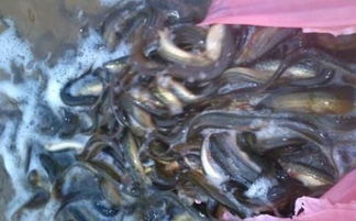 放生泥鳅有何讲究？道家放生泥鳅有哪些禁忌？