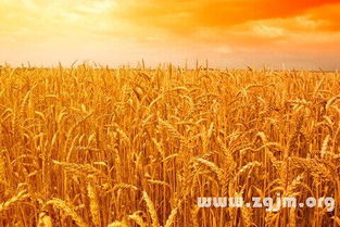 梦见麦子粒预示着什么？是吉是凶？