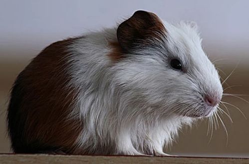 2026年属鼠女性12月份运势具体如何？